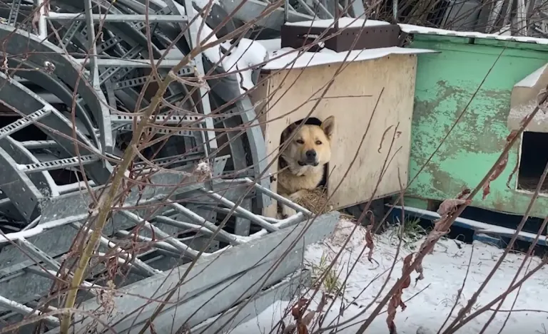 Больше половины ямальцев поддержали эвтаназию агрессивных бездомных животных